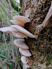 Conchomyces bursiformis