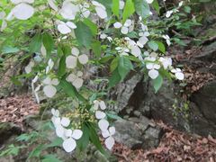 Hydrangea scandens