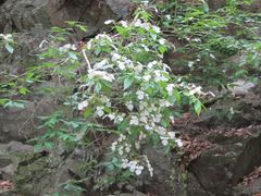 Hydrangea scandens