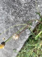 Tridax procumbens image