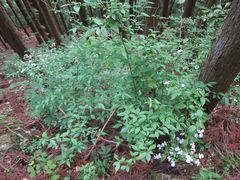 Hydrangea scandens