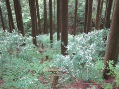 Hydrangea scandens