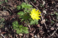 Adonis amurensis