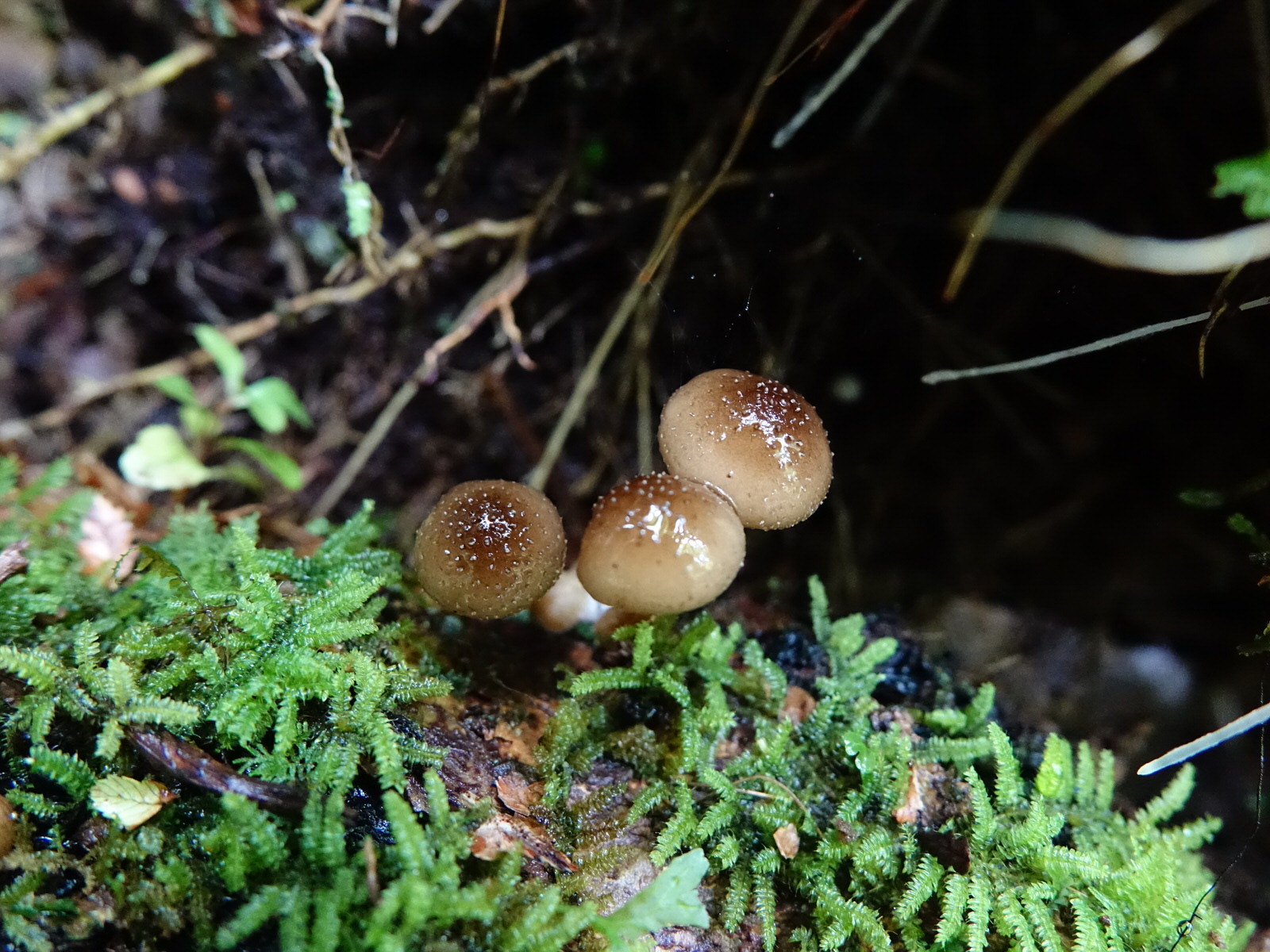 Armillaria novae-zelandiae image