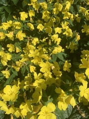 Oenothera pilosella