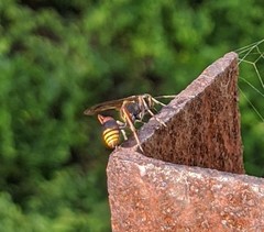 Sceliphron deforme taiwanum