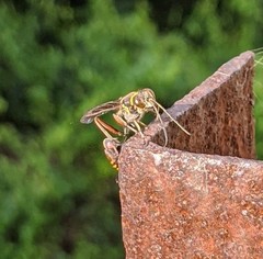 Sceliphron deforme taiwanum