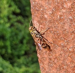 Sceliphron deforme taiwanum
