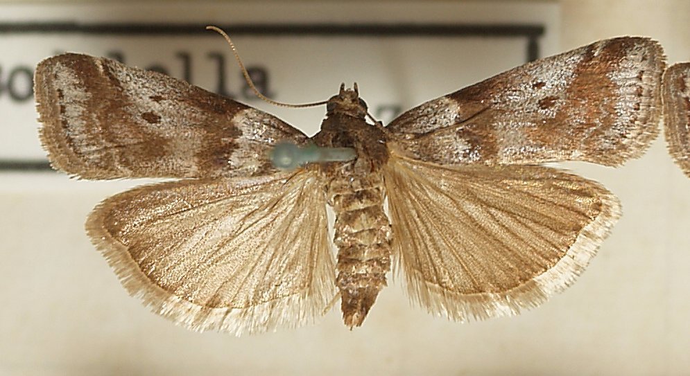 Acrobasis sodalella