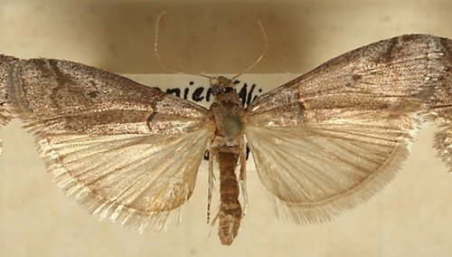 Representative image of Acrobasis obliqua