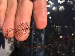 Myriophyllum sibiricum