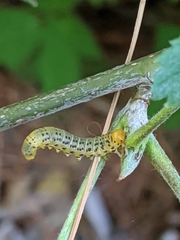 Pristiphora geniculata