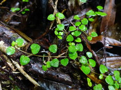 Nertera dichondrifolia