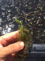 Myriophyllum sibiricum