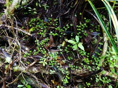 Nertera dichondrifolia