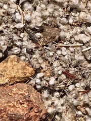 Psilocarphus brevissimus