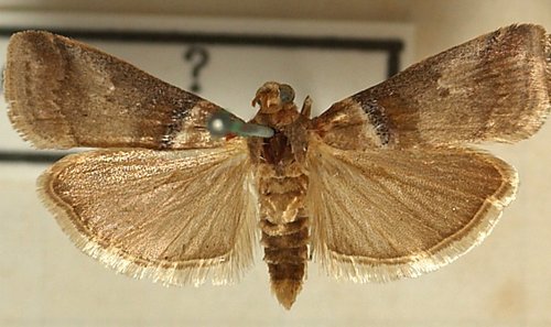 Scarce oak knot-horn, photo 2 of 10