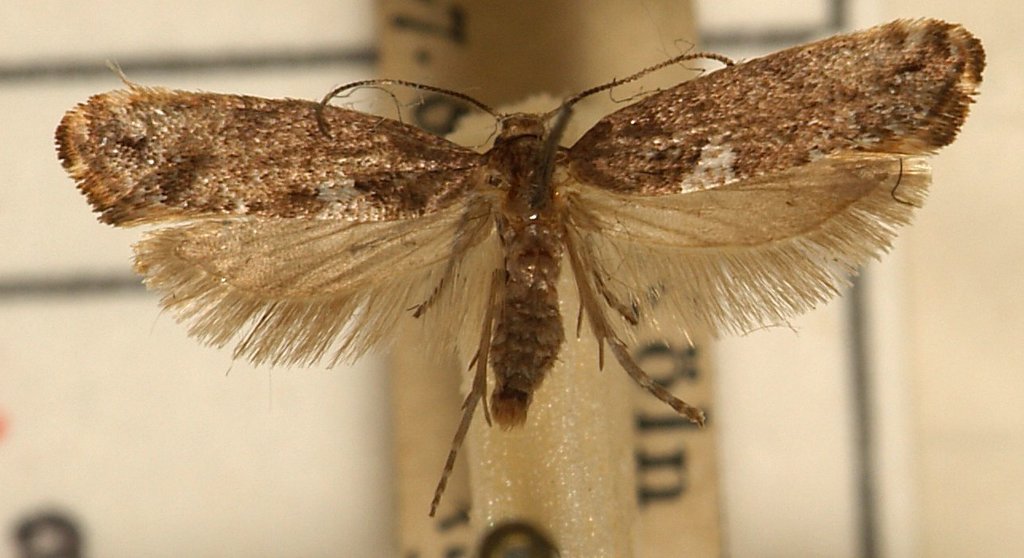 Acrolepia
