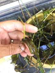 Potamogeton richardsonii