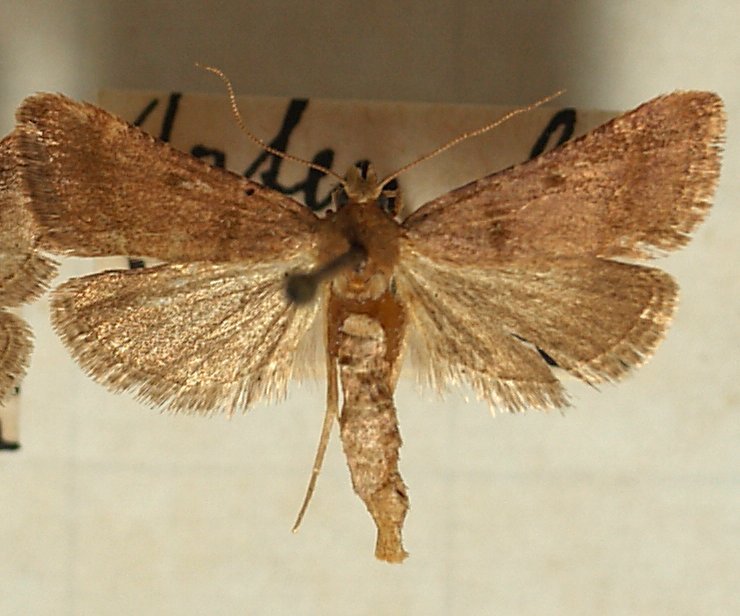 Actenia