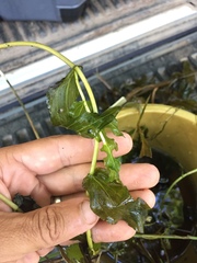 Potamogeton richardsonii