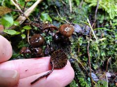 Kuehneromyces brunneoalbescens