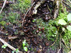 Kuehneromyces brunneoalbescens
