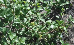 Mandevilla holosericea