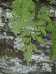 Cryptogramma stelleri