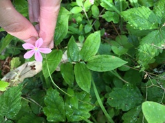 Phlox adsurgens