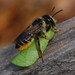 Frigid Leafcutter Bee - Photo (c) zyan389, some rights reserved (CC BY-NC)