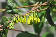 Mandevilla holosericea