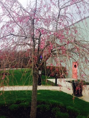 Prunus persica nucipersica