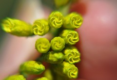 Mandevilla holosericea