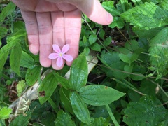 Phlox adsurgens