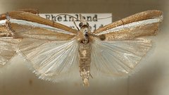 Agriphila latistria