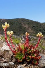 Dudleya farinosa
