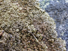 Xanthoparmelia loxodes