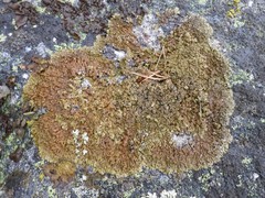 Xanthoparmelia loxodes