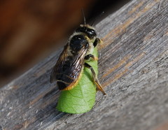 Megachile frigida