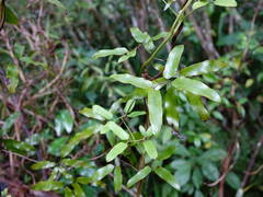 Lygodium articulatum