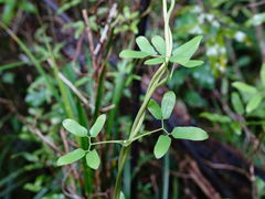 Lygodium articulatum