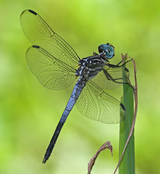 Gray-waisted Skimmer