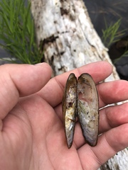 Anodonta kennerlyi