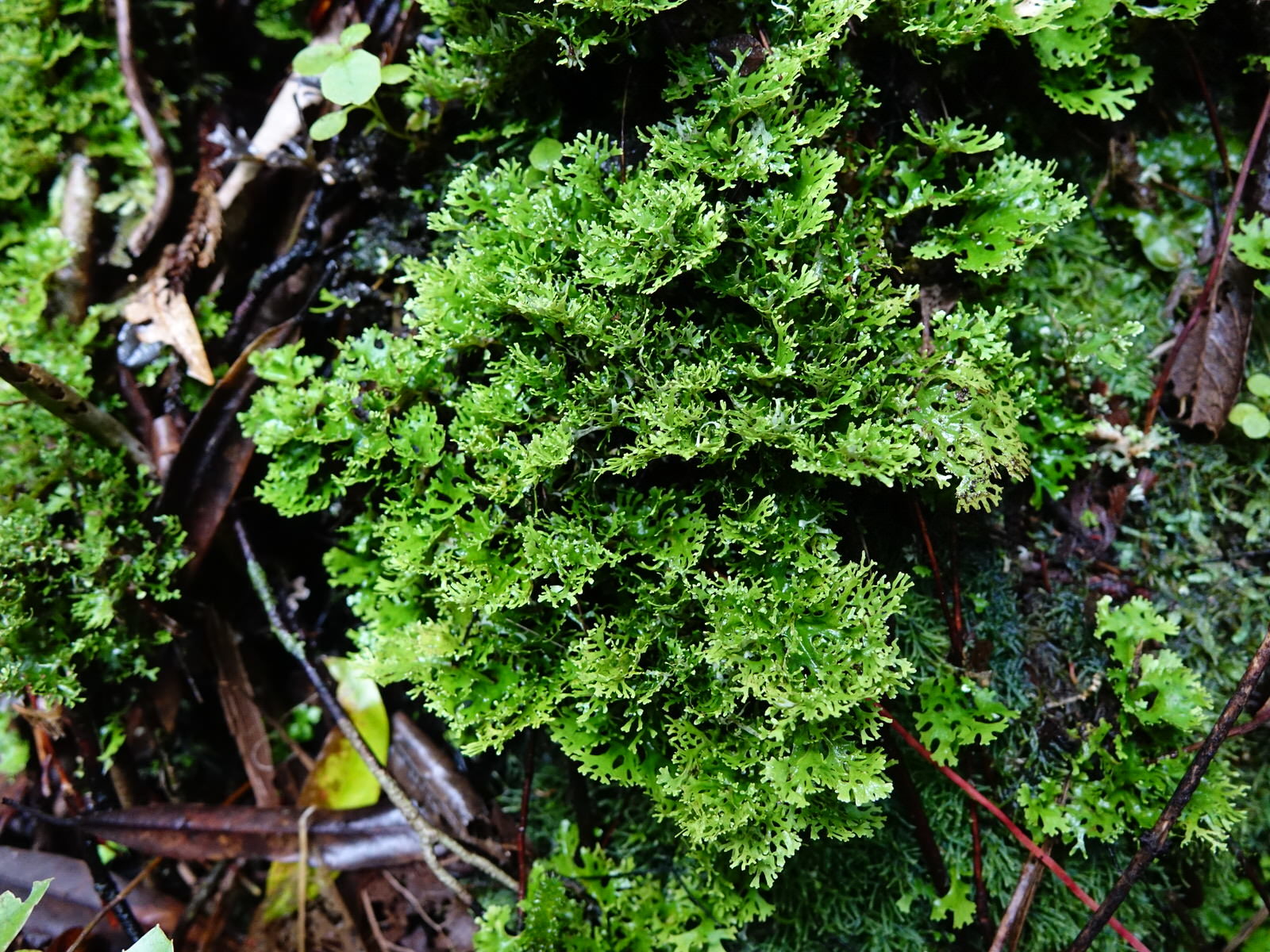 Sticta filix image