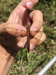 Neurocordulia xanthosoma