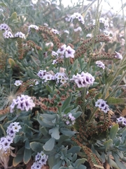 Heliotropium curassavicum