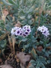 Heliotropium curassavicum