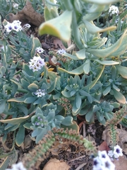 Heliotropium curassavicum