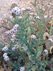 Heliotropium curassavicum